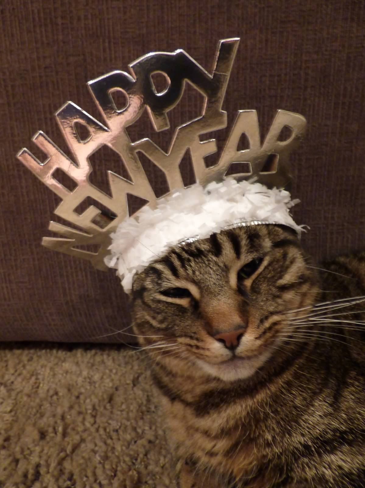 Christmas Cats